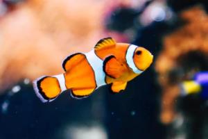 独行侠惨遭爵士逆转，米切尔狂砍分杀敌一箭